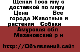 Щенки Тоса-ину с доставкой по миру › Цена ­ 68 000 - Все города Животные и растения » Собаки   . Амурская обл.,Мазановский р-н